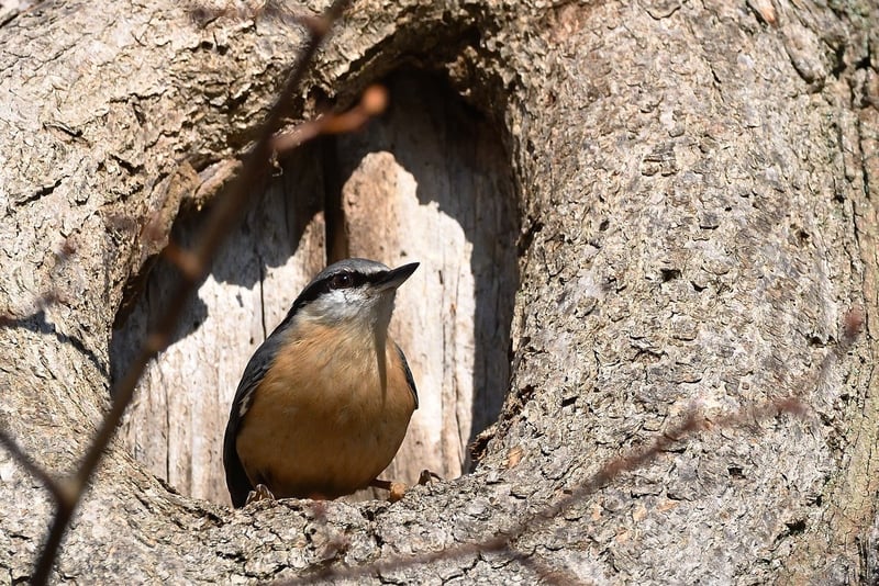 Bird Watching Tours
