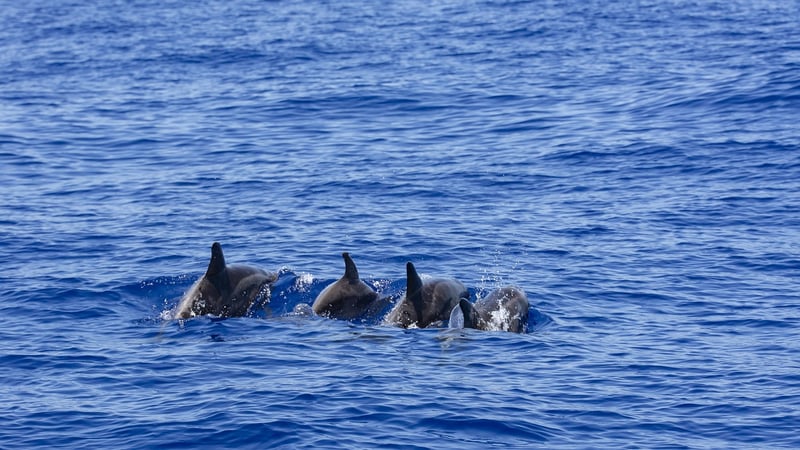 Whale Watching Trips