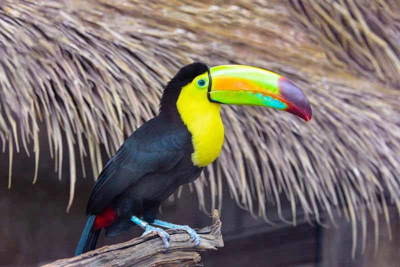 Toucan